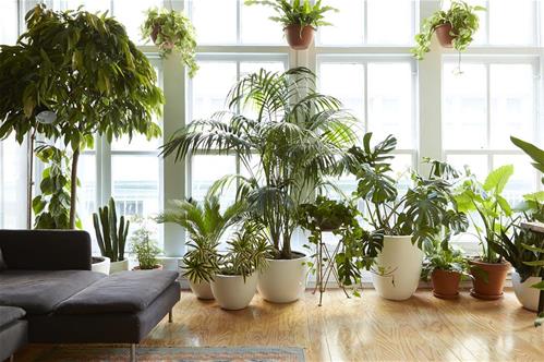 piante da appartamento.jpg