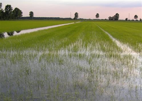 riso-irrigazione-.jpg