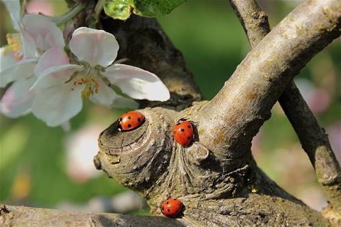 ladybug-722783.jpg
