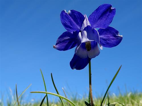 Aquilegia alpina - Val Piora 01.JPG