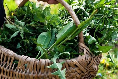 piante spontanee.jpg