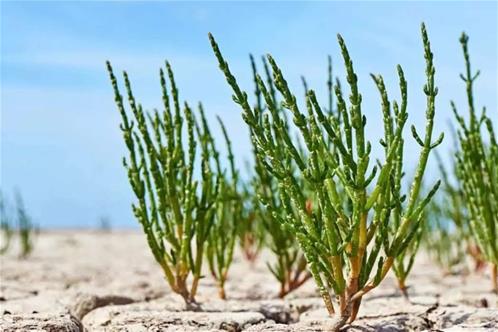 salicornia_deserto.jpg