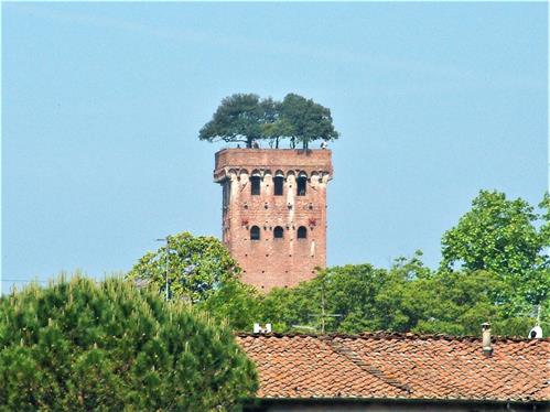 Lucca_Torre del Guinigi_Fabio Salbitano.JPG