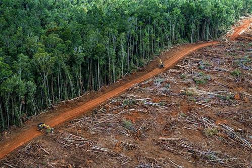 Deforestazione-Amazzonia.jpg