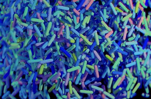 gut-microbiota.jpg