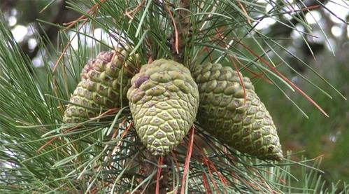 Pinus_radiata-800x445.jpg