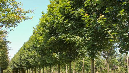 acer-platanoides_1.jpg
