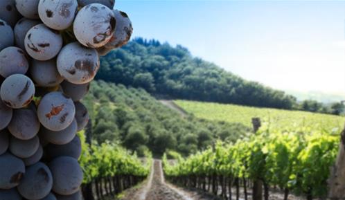 cabernetFranc_vitigno.jpg