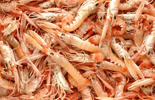 scampi.jpg