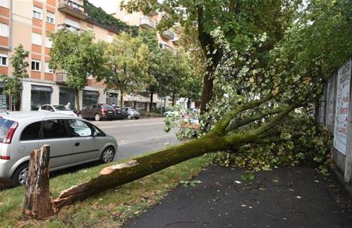 albero caduto.jpg