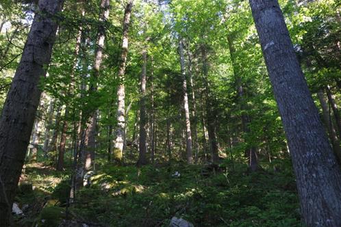 foresta slovena.jpg