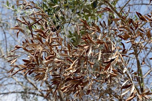 xylella.jpg