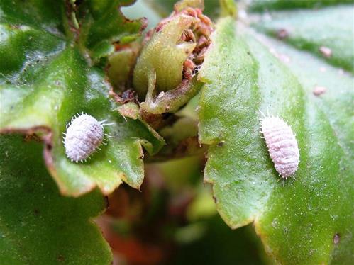 cocciniglia-cotonosa.jpg