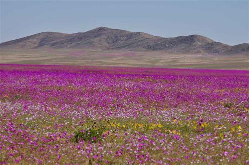 deserto-fiorito-atacama.jpg