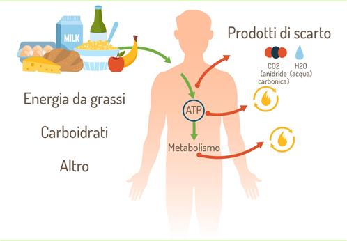 metabolismo.jpg