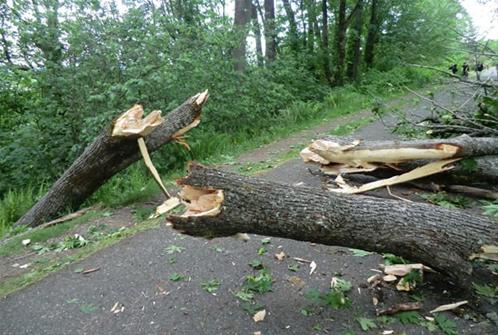 sudden branch drop.jpg