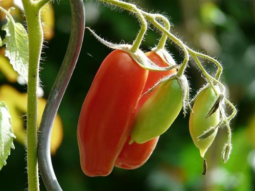 pomodori-san-marzano-1024x768.jpg