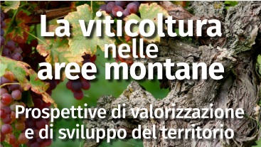 viticoltura.jpg