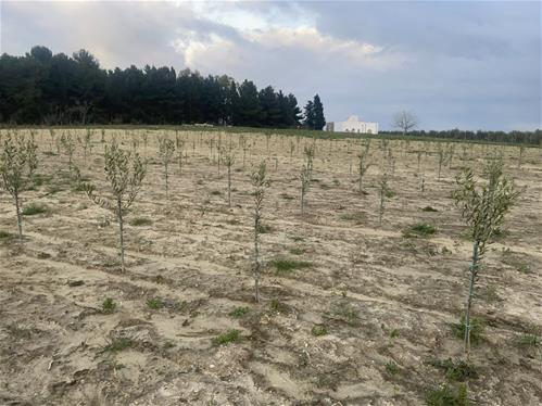 Oliveto superintensivo in asciutto nell’azienda Piscozzo (San Donaci – Brindisi).jpg