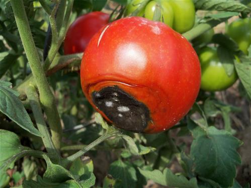 Marciume-apicale-del-pomodoro.jpg