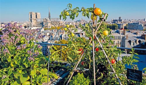 urban+farming+paris.jpg