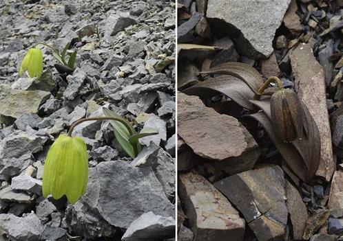 fritillaria-delavayi-coloration.jpg