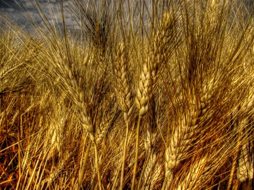 grano-duro-siciliano.jpg