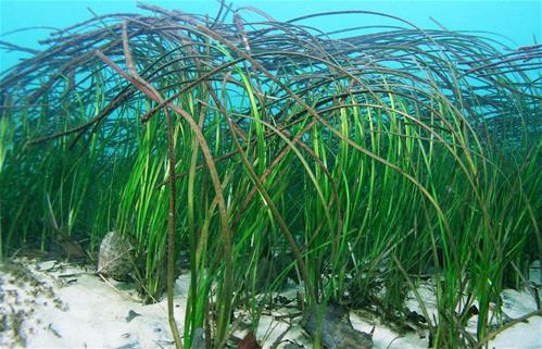 Eelgrass-e1531080374998.jpg