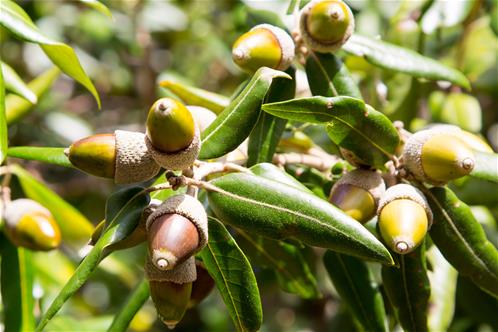 Quercus-ilex.jpg