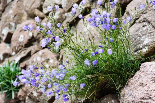 focused_198381810-stock-photo-flowers-ancient-wall-dunnottar-castle.jpg