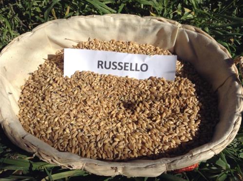 grano antico russello.jpg