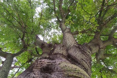 albero.jpg
