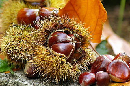 castagne.jpg