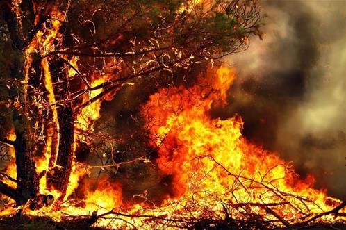 incendio-bosco.jpg