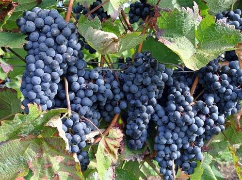 vinos-vitis-vinifera-varietal-PORTADA.jpg