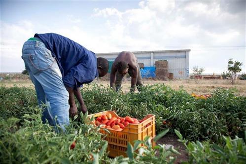 immigrati-agricoltura.jpg