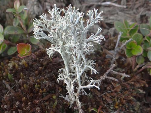 2560px-Cladonia_rangiferina.jpg