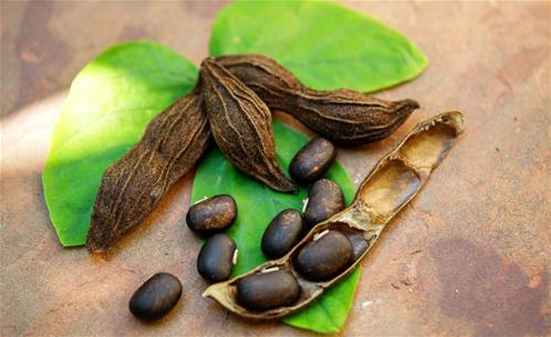 Mucuna-Pruriens.jpg