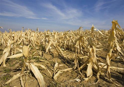 drought-crops-death.jpg