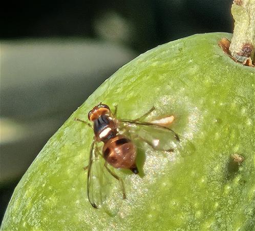 Foto_002_B.Bagnoli_Femmina di Bactrocera oleae su oliva con preesistenti ferite di ovodeposizione.jpg