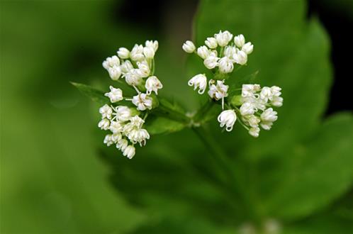 Petagnaea_gussonei_18141_87111.jpg