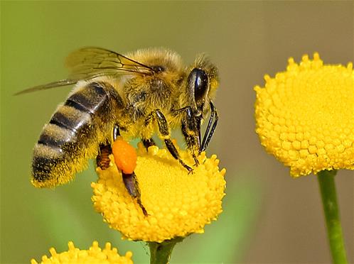 Apis-mellifera-1024x765.jpg