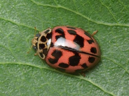 coccinella.jpg