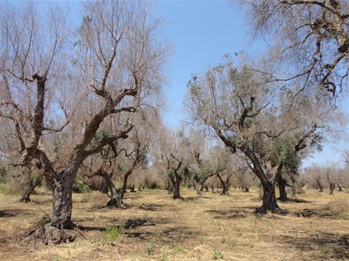 xylella 2.jpg