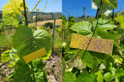 Figura 2 esempio di cartina posta sulla vegetazione prima e dopo il trattamento.jpg