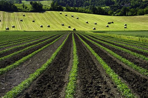 Sostenibilita-in-agricoltura.jpg