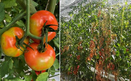 tomato-brown.jpg