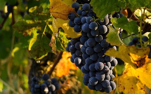 vitivinicoltura-uva-da-vino.jpg