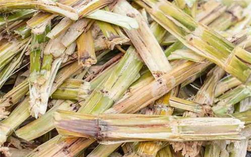 Bagasse.jpg