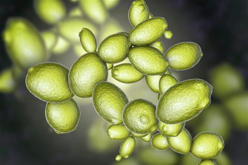 Saccharomyces-Cerevisiae.jpg